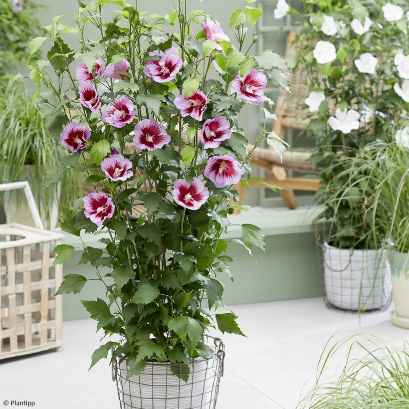 Garten-Hibiscus Flower Tower Purple - Hibiscus syriacus (Plant habit)