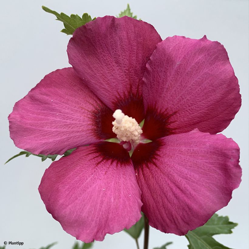 Garten-Hibiscus Flower Tower Ruby - Hibiscus syriacus (Flowering)