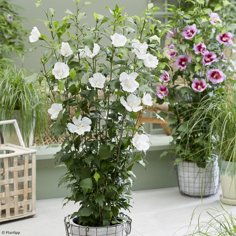 Garten-Hibiscus Flower Tower White - Hibiscus syriacus (Plant habit)