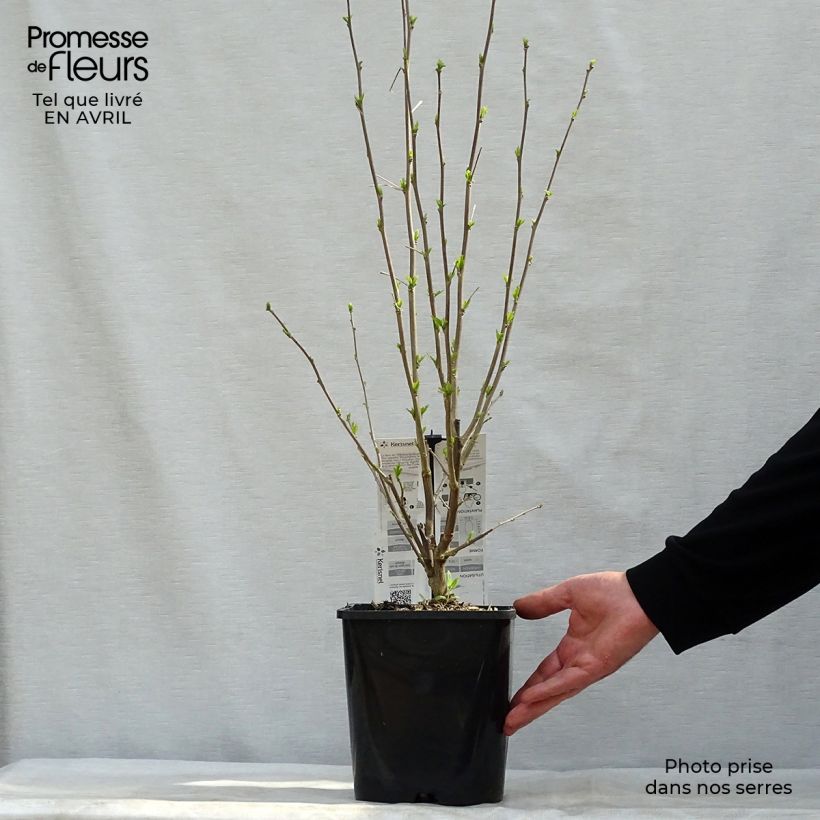 Exemplar von Garten-Hibiscus French Cabaret Pastel - Hibiscus syriacus Topf mit 3L/4L wie im Frühjahr geliefert