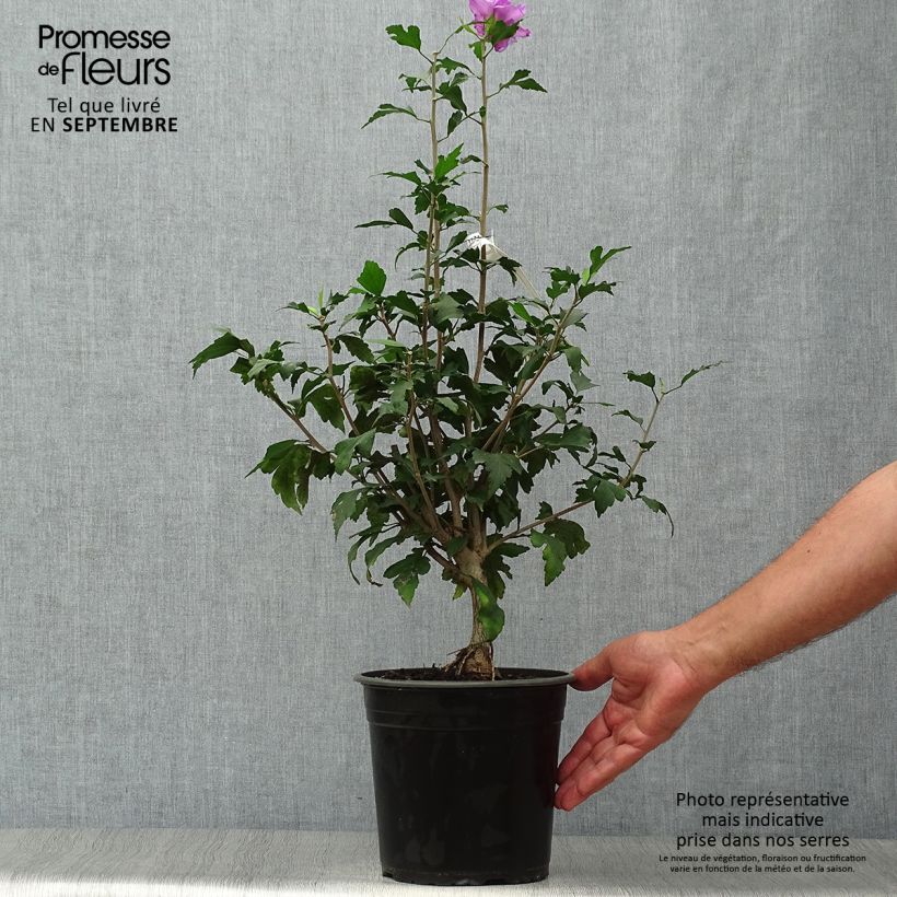 Example of Garten-Hibiscus French Cabaret Purple - Hibiscus syriacus Topf mit 3L/4L as you get in automne