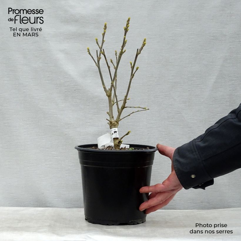 Exemplar von Garten-Hibiscus French point - Hibiscus syriacus Topf mit 4L/5L wie im Winter geliefert