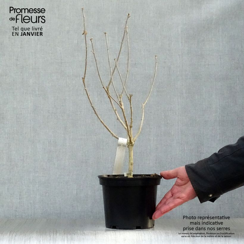 Exemplar von Garten-Hibiscus Hamabo - Hibiscus syriacus Topf mit 3L/4L wie im Winter geliefert