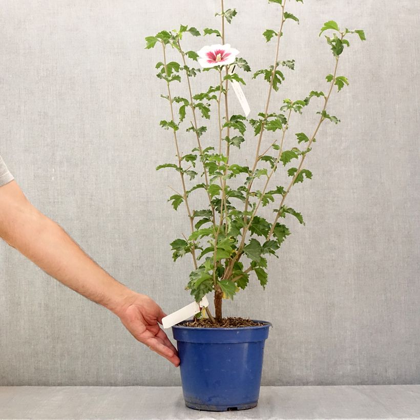 Example of Garten-Hibiscus Hibisa Blanco - Hibiscus syriacus Topf mit 3L/4L as you get in ete