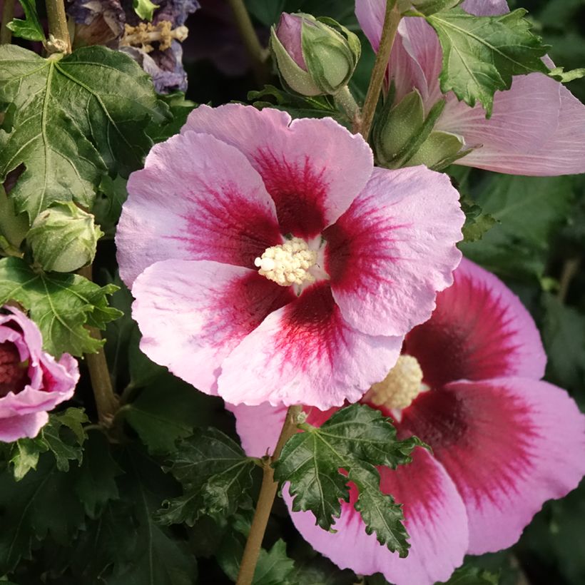 Garten-Hibiscus Hibisa Cocktail - Hibiscus syriacus (Flowering)