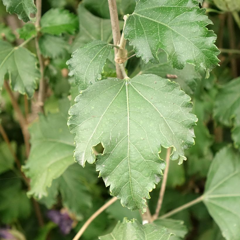 Garten-Hibiscus Hibisa Sangria - Hibiscus syriacus (Foliage)
