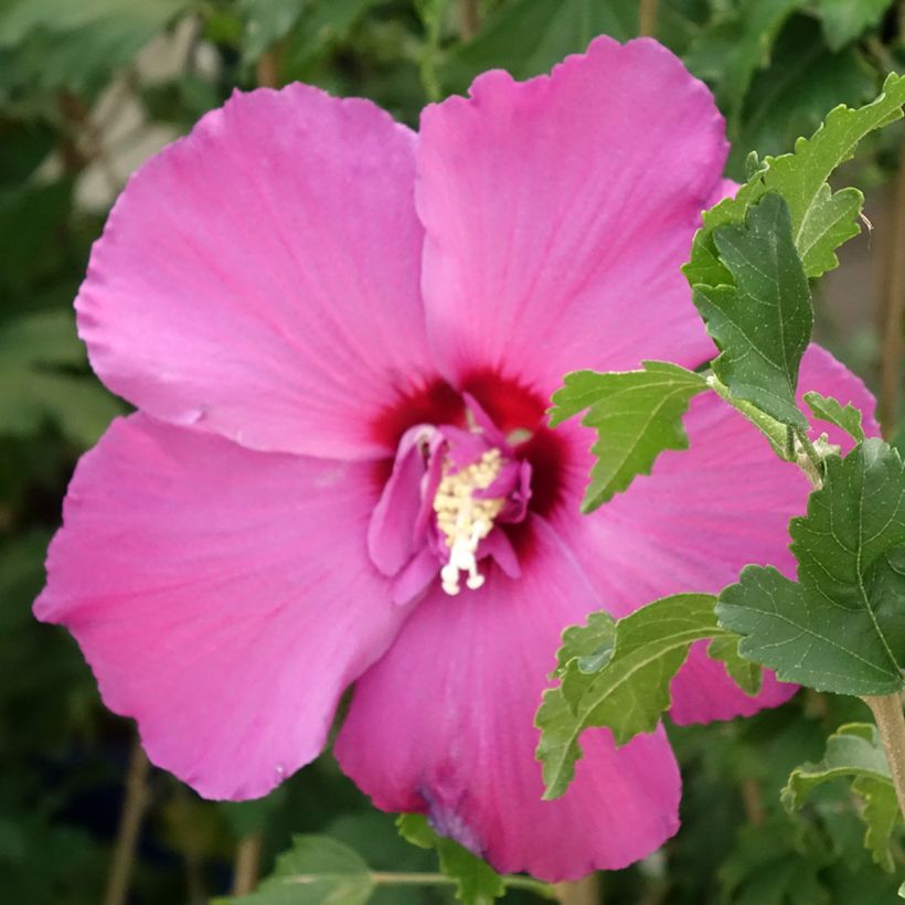 Garten-Hibiscus Hibisa Sangria - Hibiscus syriacus (Flowering)