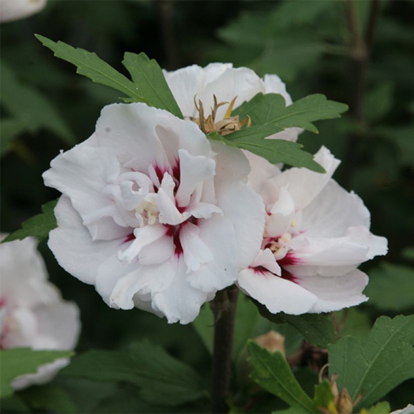 Garten-Hibiscus Lady Stanley - Hibiscus syriacus (Flowering)