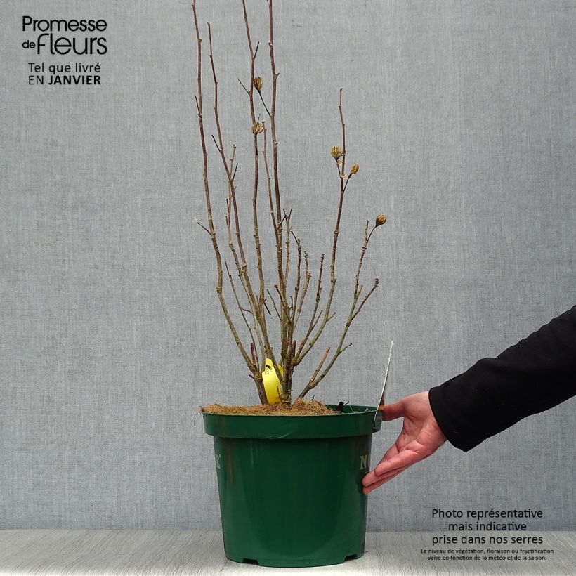 Exemplar von Garten-Hibiscus Lavender Chiffon - Hibiscus syriacus Topf mit 6L/7L wie im Winter geliefert