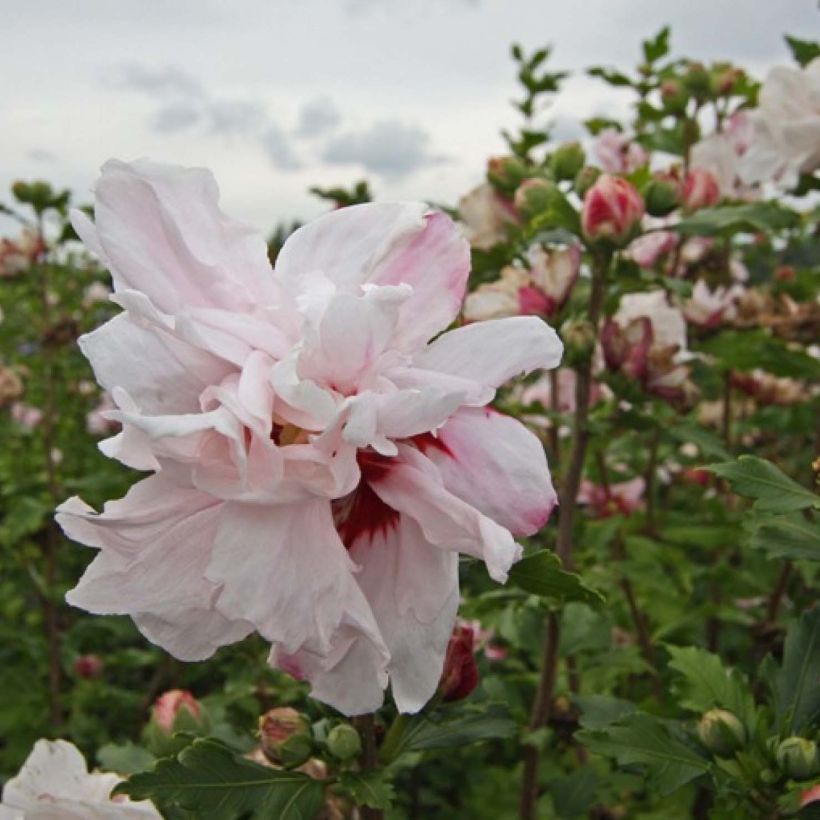 Garten-Hibiscus Leopoldii - Hibiscus syriacus (Flowering)