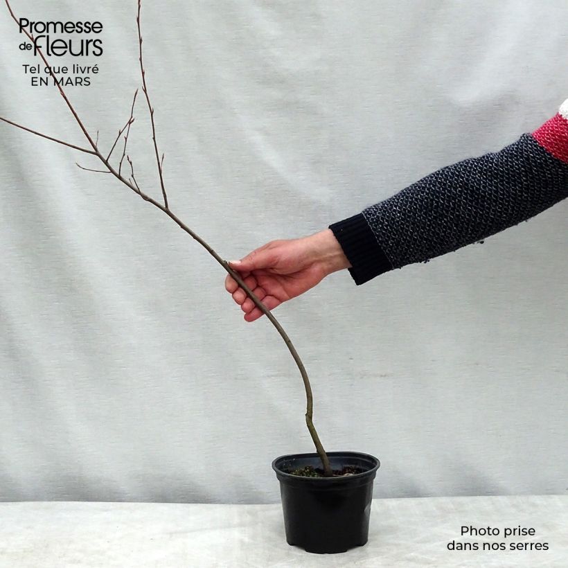 Exemplar von Garten-Hibiscus Leopoldii - Hibiscus syriacus Topf mit 2L/3L wie im Winter geliefert