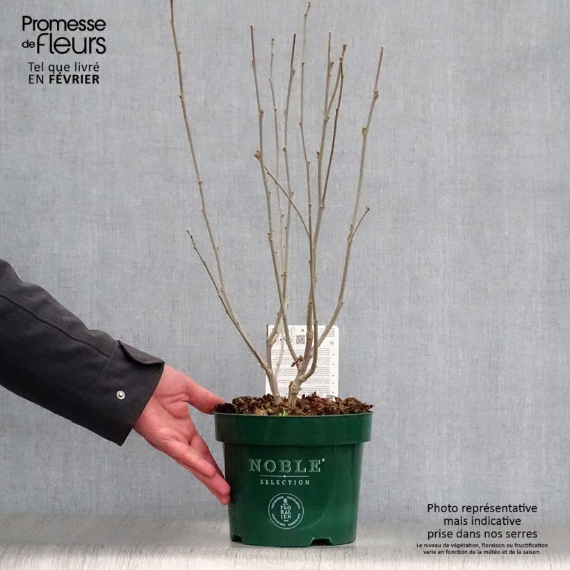 Exemplar von Garten-Hibiscus Magenta Chiffon - Hibiscus syriacus Topf mit 3L/4L wie im Winter geliefert