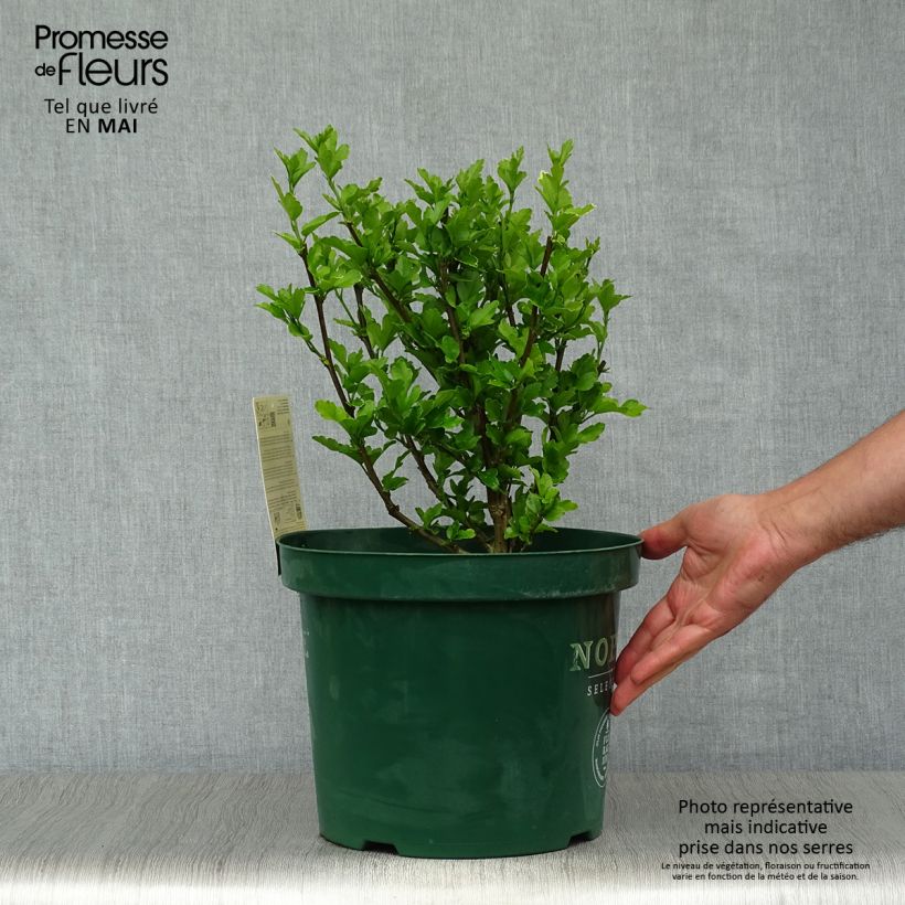 Exemplar von Garten-Hibiscus Magenta Chiffon - Hibiscus syriacus Topf mit 6L/7L wie im Frühjahr geliefert