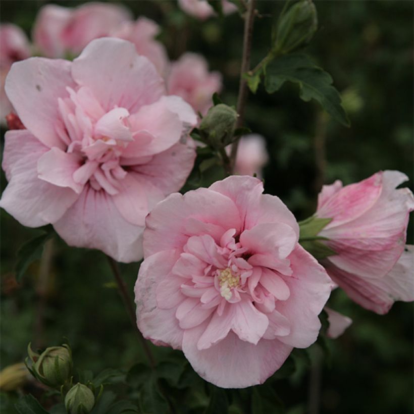 Garten-Hibiscus Pink Chiffon - Hibiscus syriacus (Flowering)