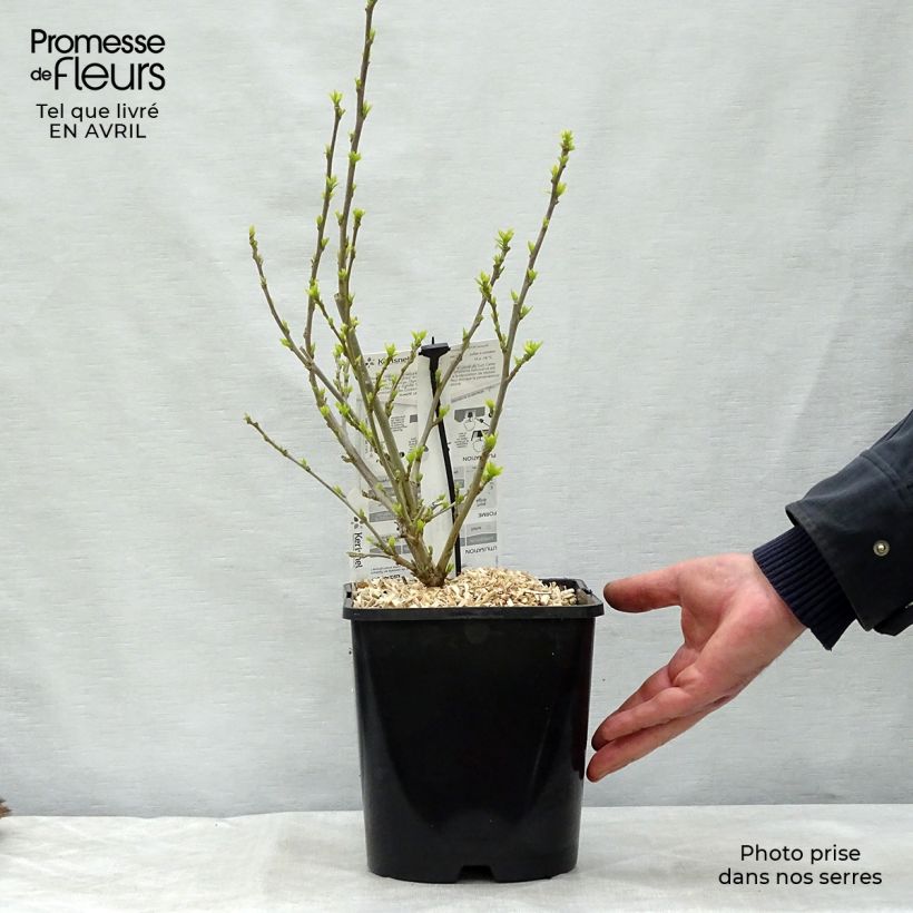 Exemplar von Garten-Hibiscus Pink Chiffon - Hibiscus syriacus Topf mit 3L/4L wie im Frühjahr geliefert