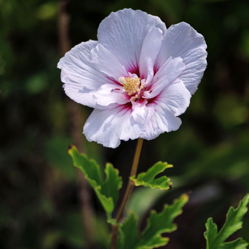 Garten-Hibiscus Pink Chiffon - Hibiscus syriacus (Blüte)