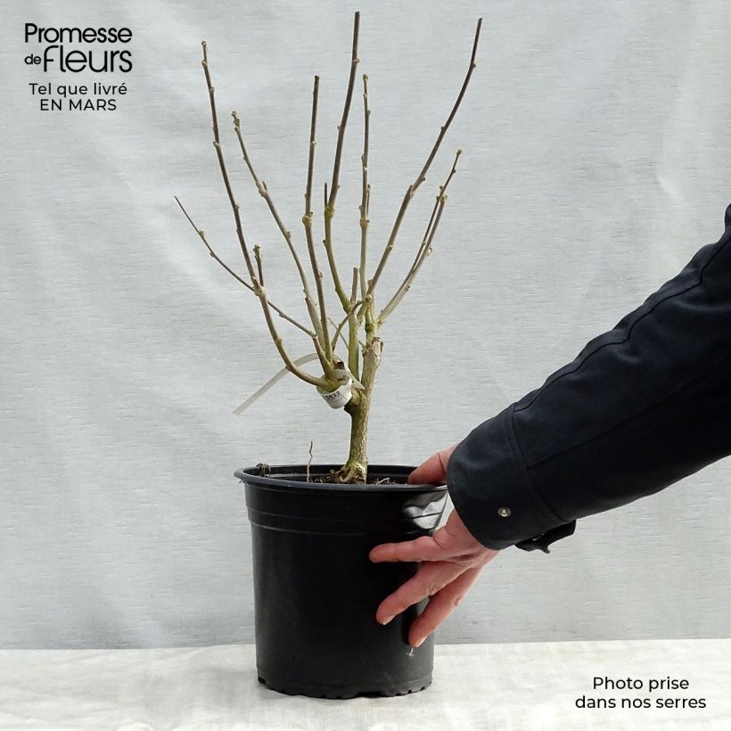 Exemplar von Garten-Hibiscus Pinky Spot - Hibiscus syriacus Topf mit 4L/5L wie im Frühjahr geliefert