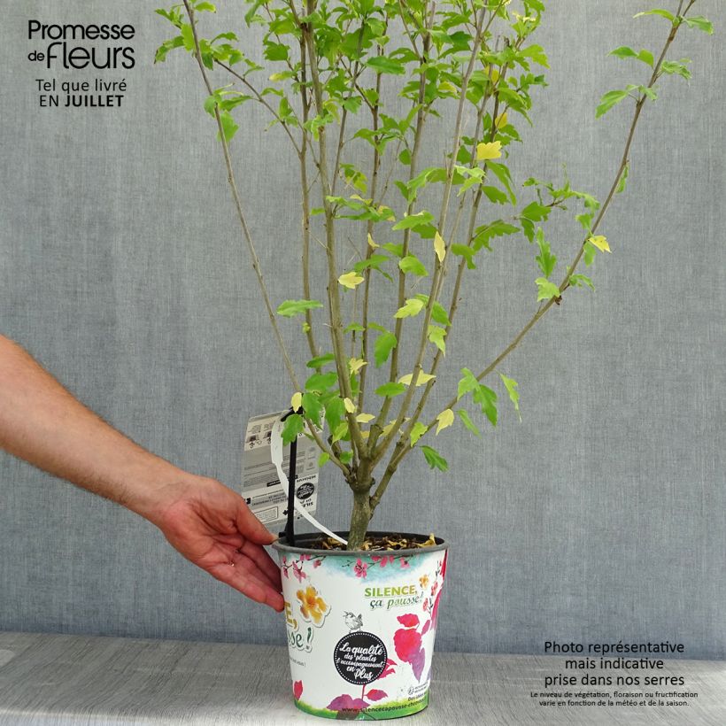 Exemplar von Garten-Hibiscus Pinky Spot - Hibiscus syriacus Topf mit 4L/5L wie im Sommer geliefert