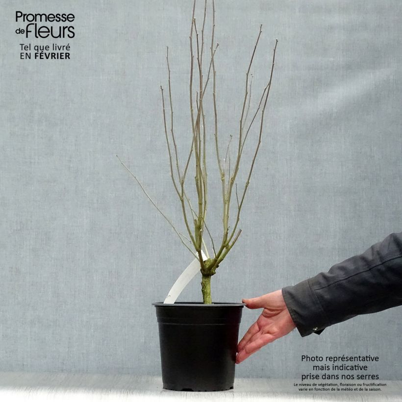 Exemplar von Garten-Hibiscus Pinky Spot - Hibiscus syriacus Topf mit 4L/5L wie im Winter geliefert