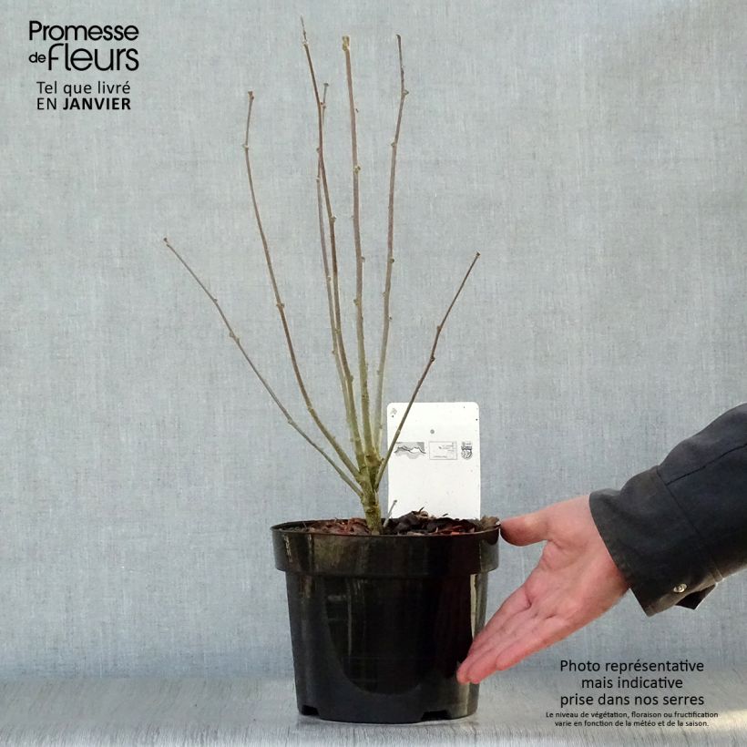 Exemplar von Garten-Hibiscus Purple Ruffles - Hibiscus syriacus Topf mit 3L/4L wie im Winter geliefert