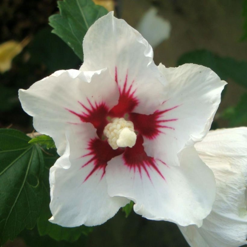 Garten-Hibiscus Red Heart - Hibiscus syriacus (Flowering)