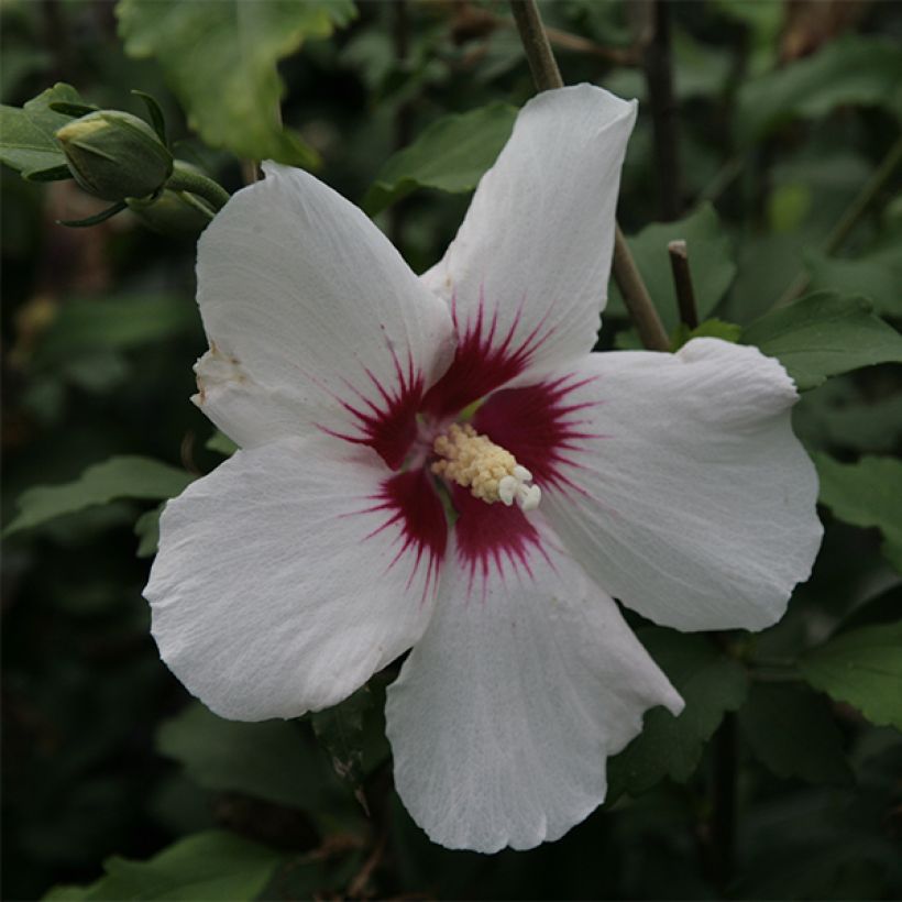 Garten-Hibiscus Shintaeyang - Hibiscus syriacus (Flowering)