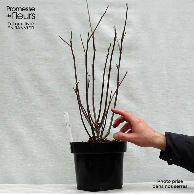 Exemplar von Garten-Hibiscus Shintaeyang - Hibiscus syriacus Topf mit 3L/4L wie im Winter geliefert