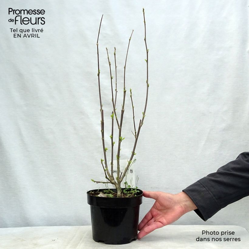 Exemplar von Garten-Hibiscus Shintaeyang - Hibiscus syriacus Topf mit 3L/4L wie im Frühjahr geliefert