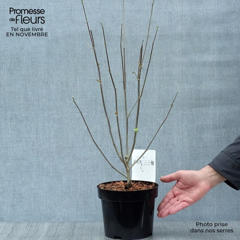 Example of Garten-Hibiscus Shintaeyang - Hibiscus syriacus Topf mit 3L/4L as you get in automne