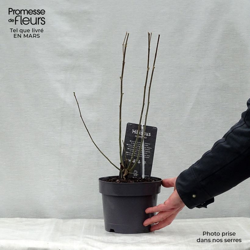 Exemplar von Garten-Hibiscus Speciosus - Hibiscus syriacus Topf mit 2L/3L wie im Frühjahr geliefert