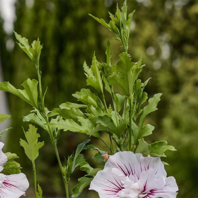 Garten-Hibiscus Starburst Chiffon - Hibiscus syriacus (Foliage)