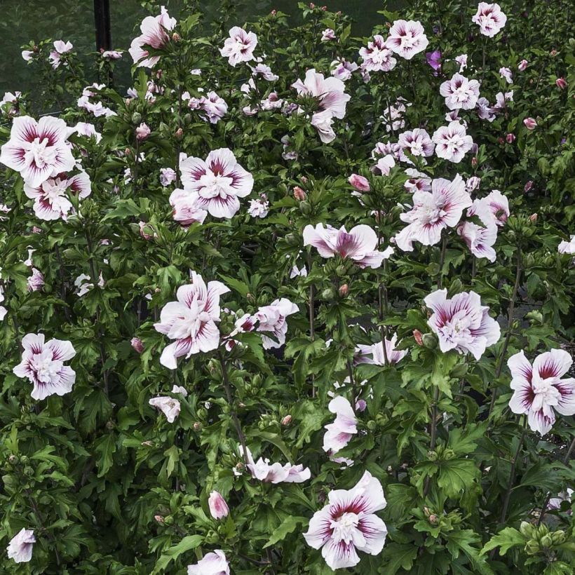 Garten-Hibiscus Starburst Chiffon - Hibiscus syriacus (Flowering)
