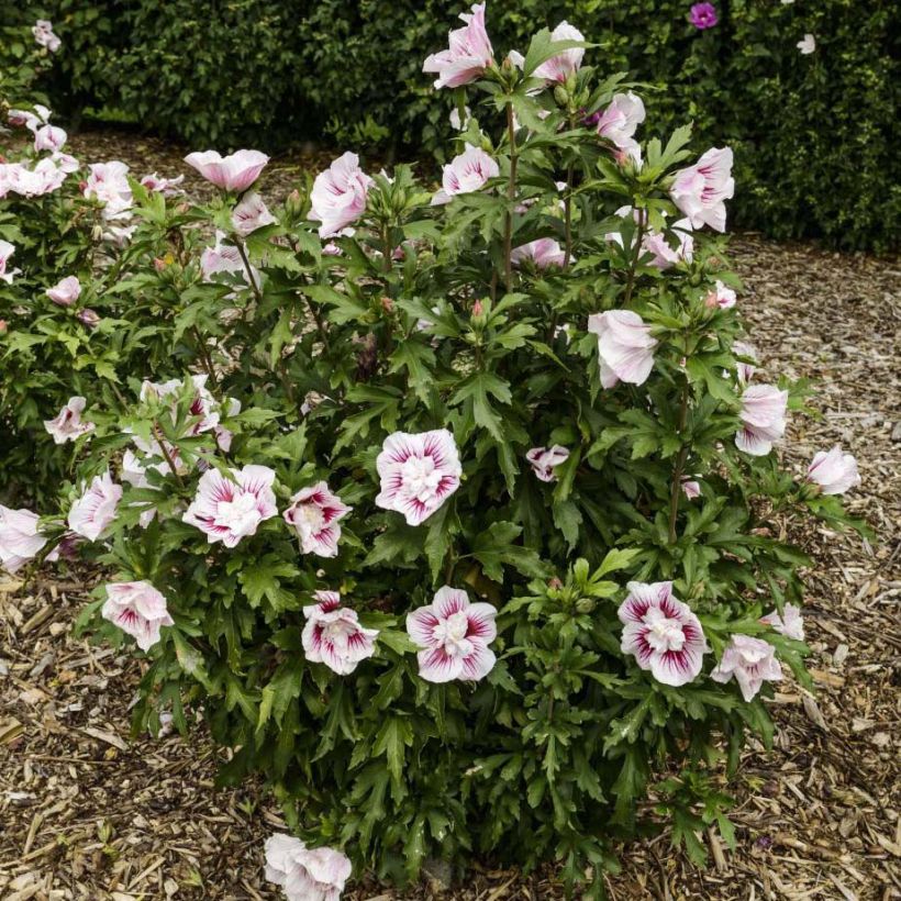 Garten-Hibiscus Starburst Chiffon - Hibiscus syriacus (Plant habit)