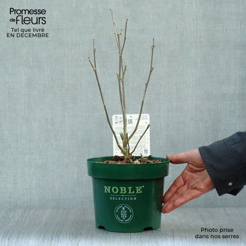 Exemplar von Garten-Hibiscus Starburst Chiffon - Hibiscus syriacus Topf mit 3L/4L wie im Winter geliefert