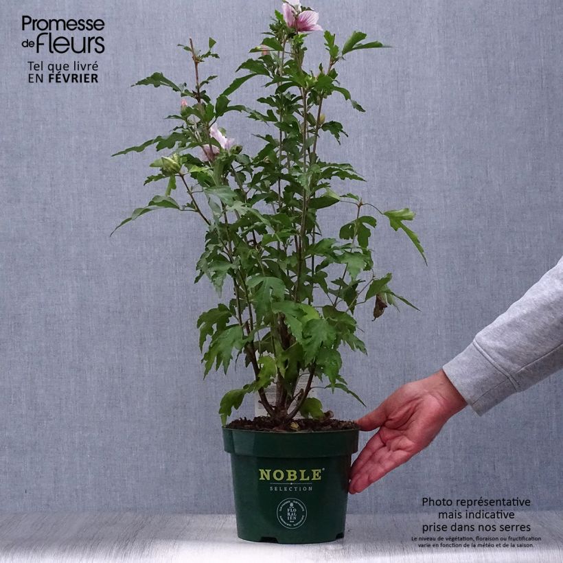 Example of Garten-Hibiscus Starburst Chiffon - Hibiscus syriacus Topf mit 3L/4L as you get in automne