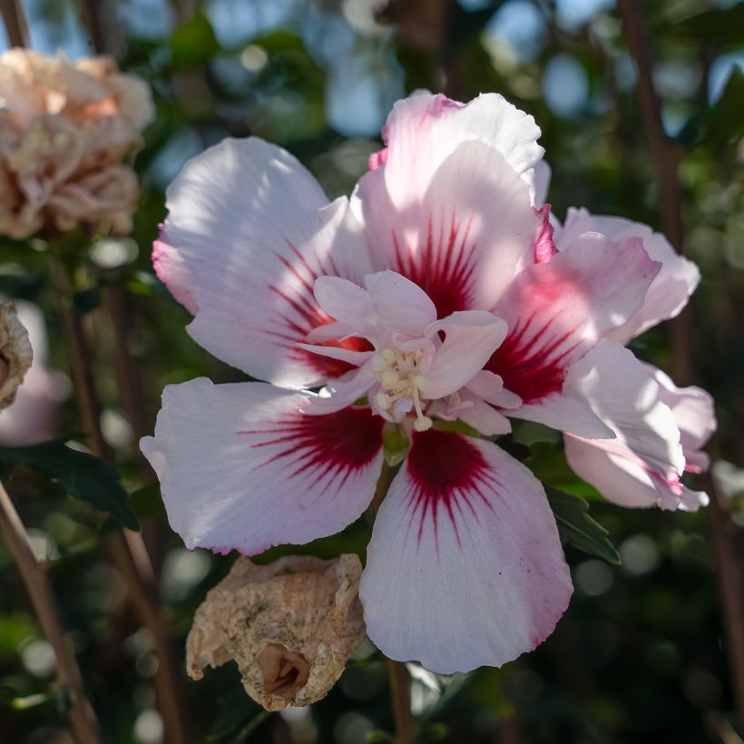 Garten-Hibiscus Starburst Chiffon - Hibiscus syriacus (Blüte)
