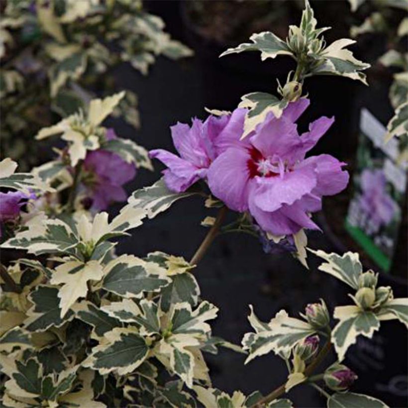 Garten-Hibiscus Summer Ruffle - Hibiscus syriacus (Foliage)