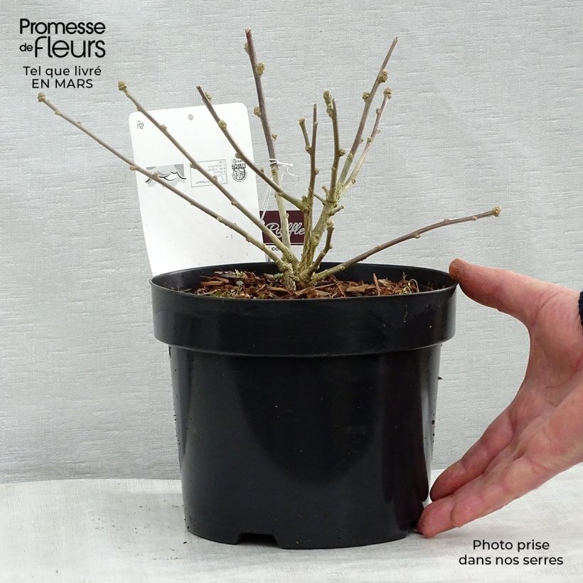 Exemplar von Garten-Hibiscus Summer Ruffle - Hibiscus syriacus Topf mit 3L/4L wie im Frühjahr geliefert