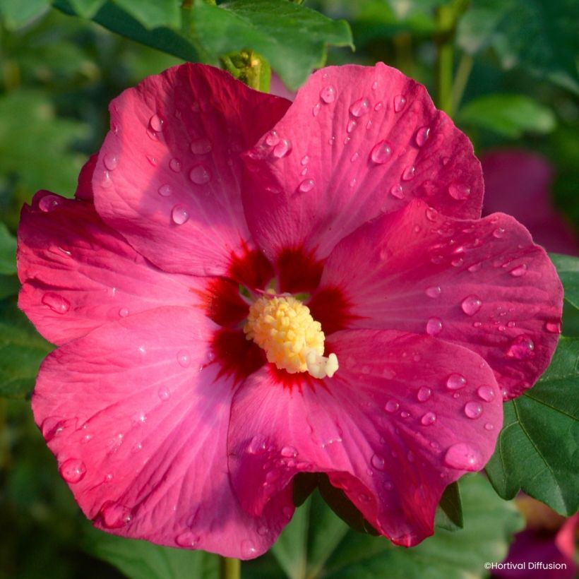 Garten-Hibiscus Sup’Bridge - Hibiscus syriacus (Blüte)