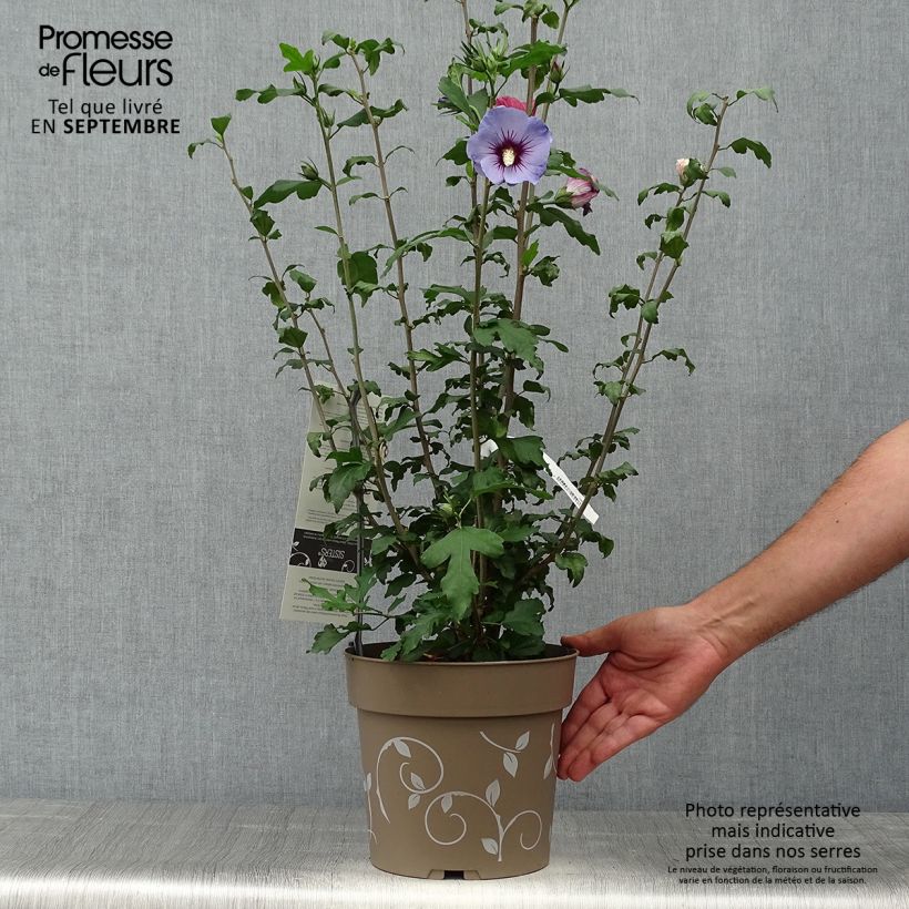 Example of Garten-Hibiscus Three Sisters Mix - Hibiscus syriacus Topf mit 6L/7L as you get in automne