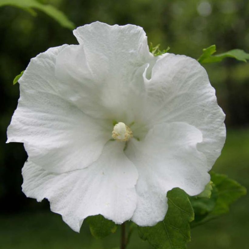 Garten-Hibiscus Totus Albus - Hibiscus syriacus (Flowering)