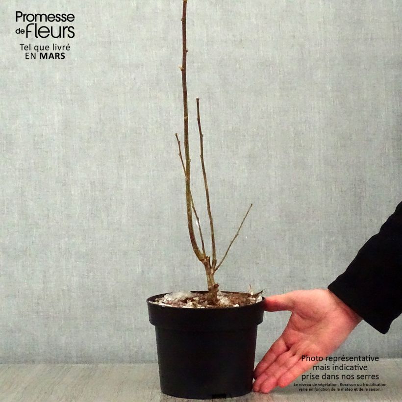 Exemplar von Garten-Hibiscus Totus Albus - Hibiscus syriacus Topf mit 2L/3L wie im Winter geliefert