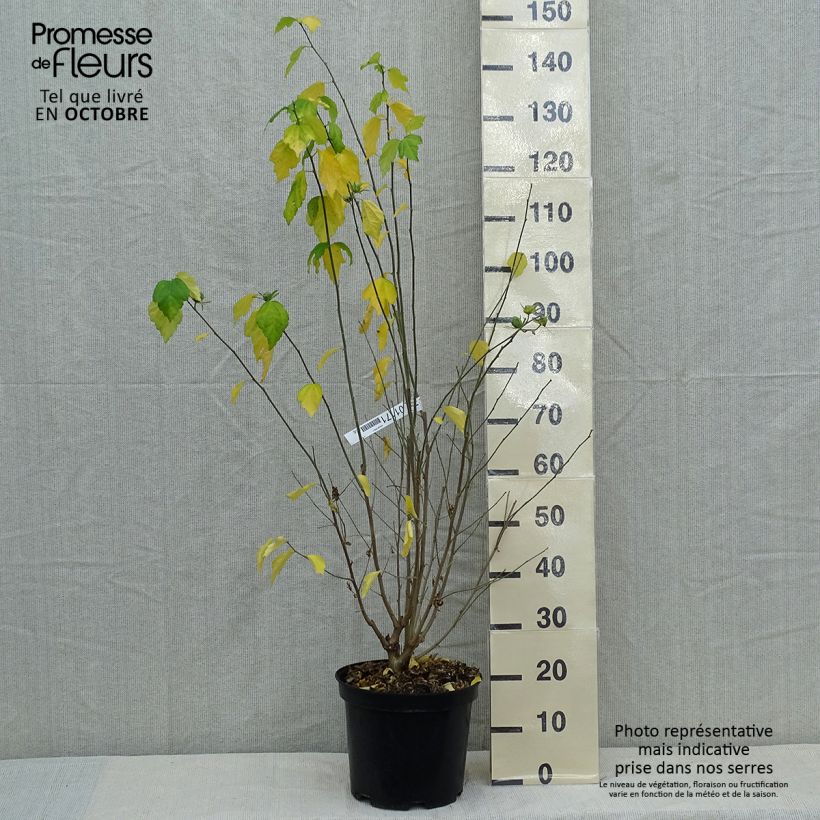 Example of Garten-Hibiscus Ultramarine - Hibiscus syriacus Topf mit 7,5L/10L as you get in automne