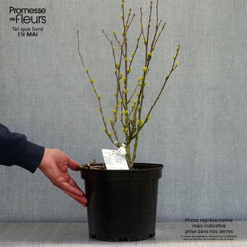 Exemplar von Garten-Hibiscus Ultramarine - Hibiscus syriacus Topf mit 7,5L/10L wie im Frühjahr geliefert