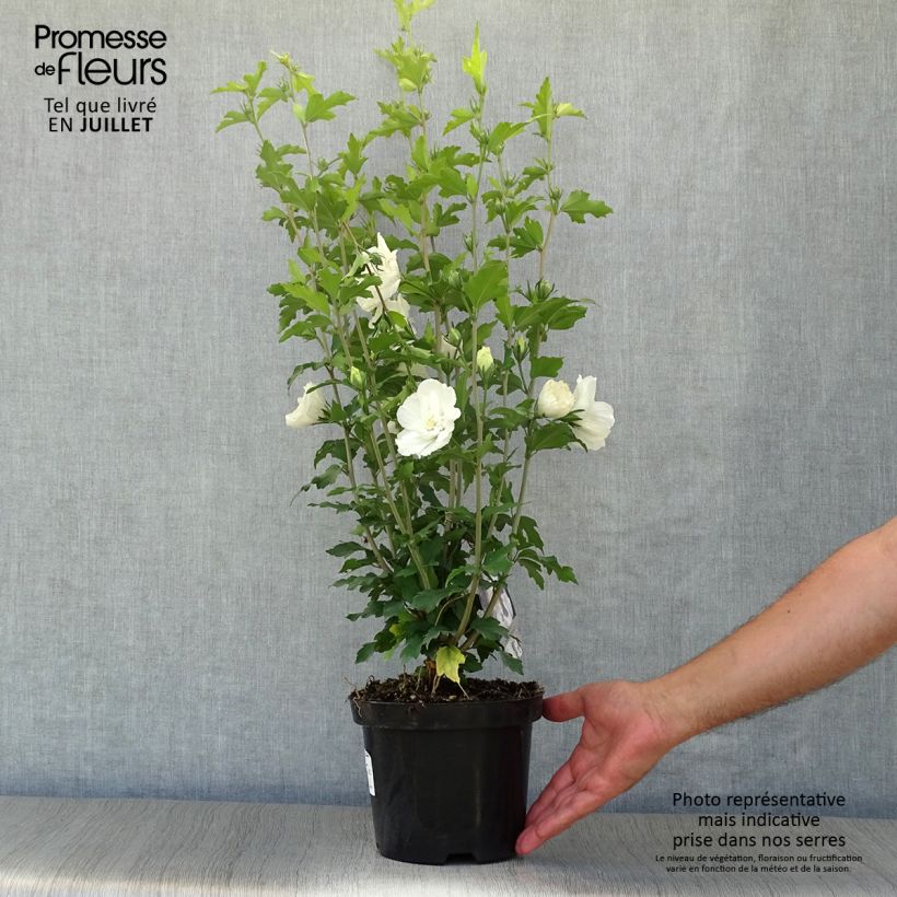 Exemplar von Garten-Hibiscus White Chiffon - Hibiscus syriacus Topf mit 2L/3L wie im Sommer geliefert