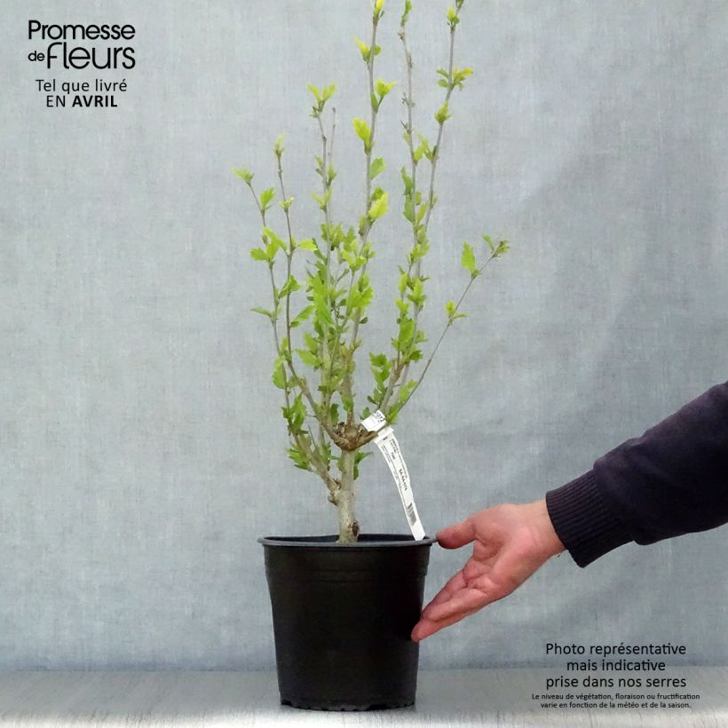 Exemplar von Garten-Hibiscus White Chiffon - Hibiscus syriacus Topf mit 2L/3L wie im Frühjahr geliefert