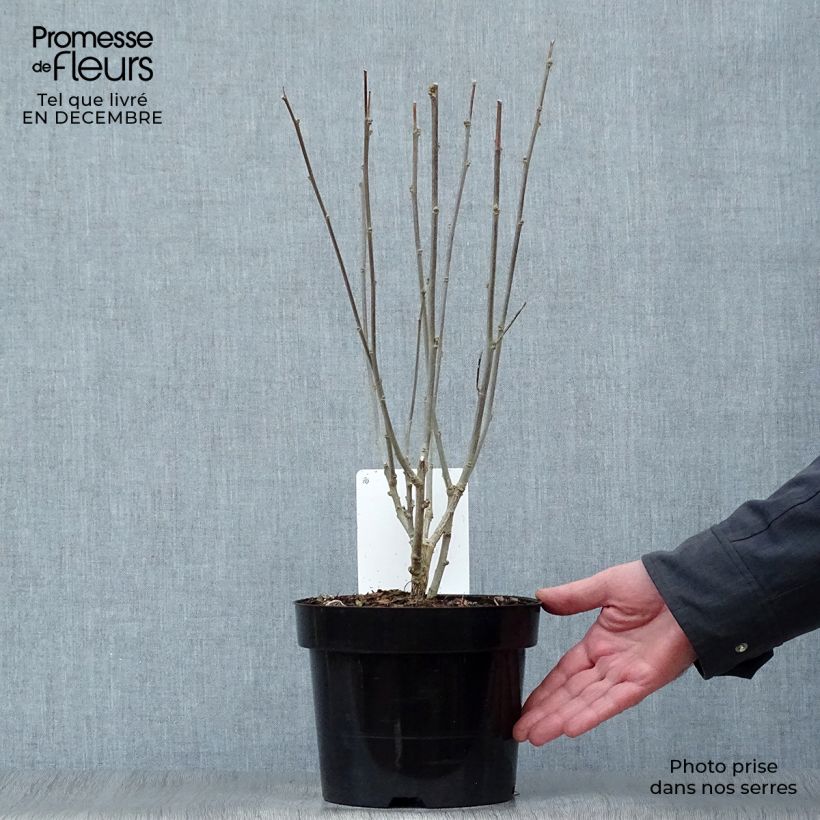 Exemplar von Garten-Hibiscus Woodbridge - Hibiscus syriacus Topf mit 2L/3L wie im Winter geliefert