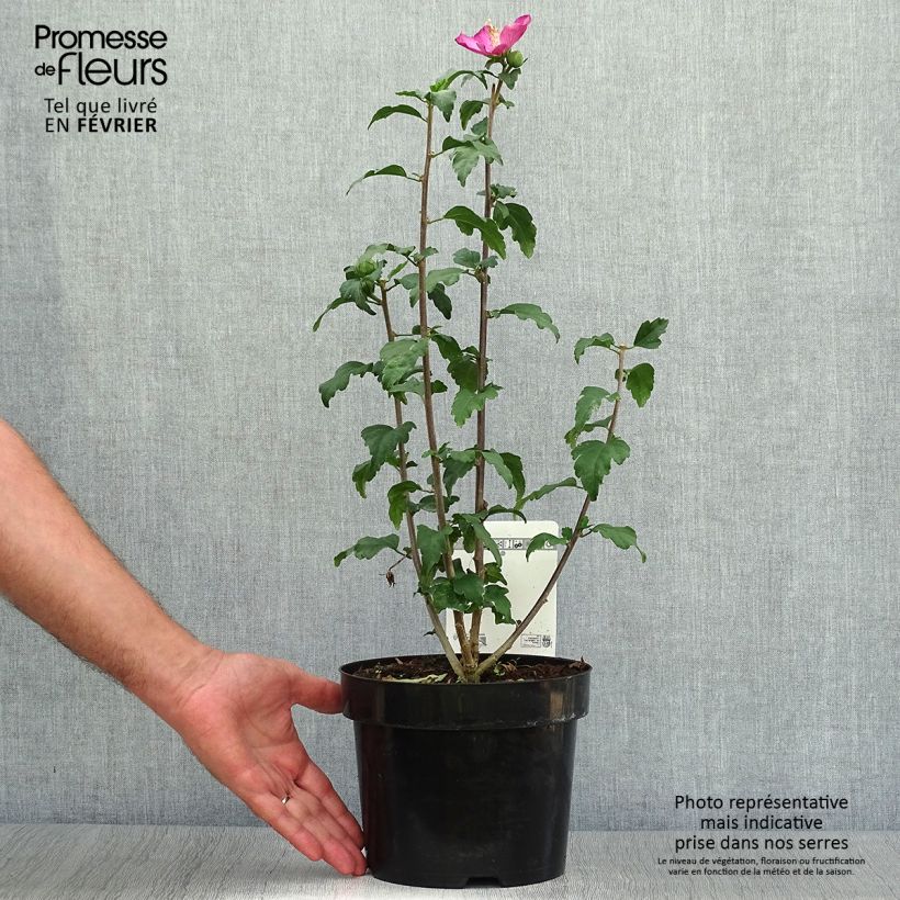 Example of Garten-Hibiscus Woodbridge - Hibiscus syriacus Topf mit 2L/3L as you get in automne