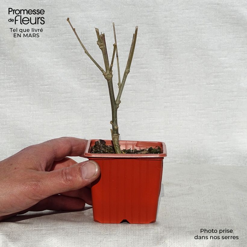 Exemplar von Garten-Hibiscus Woodbridge - Hibiscus syriacus Kleine Töpfe von 8/9 cm wie im Frühjahr geliefert