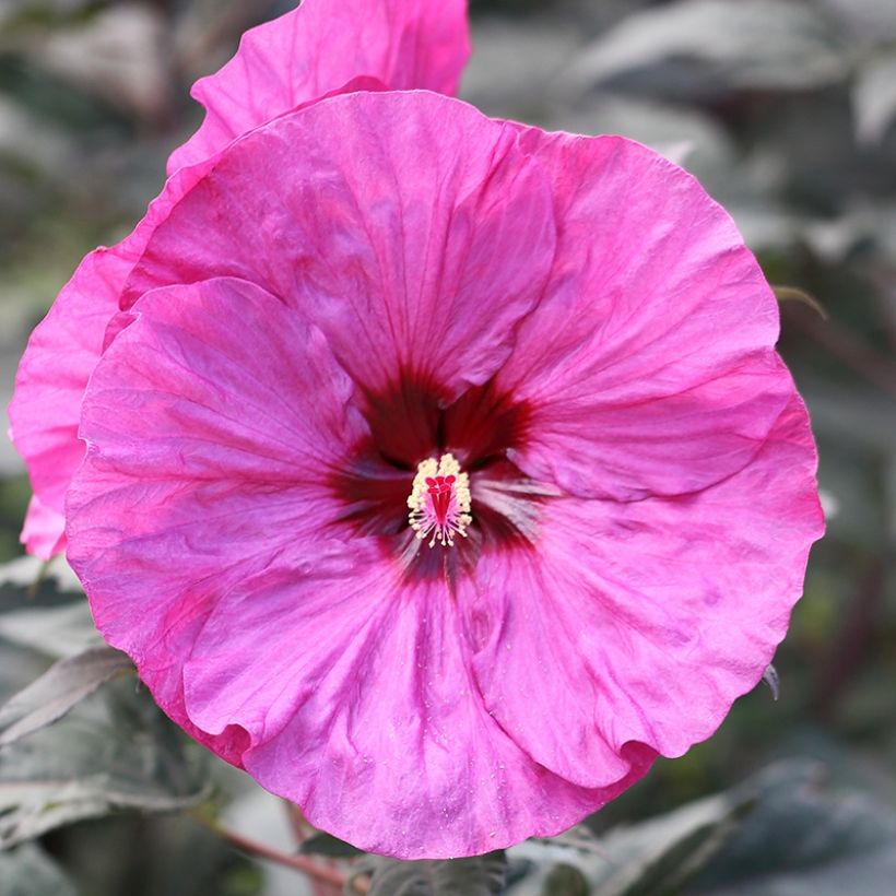 Hibiscus moscheutos Summerific Berry Awesome - Sumpfeibisch (Flowering)